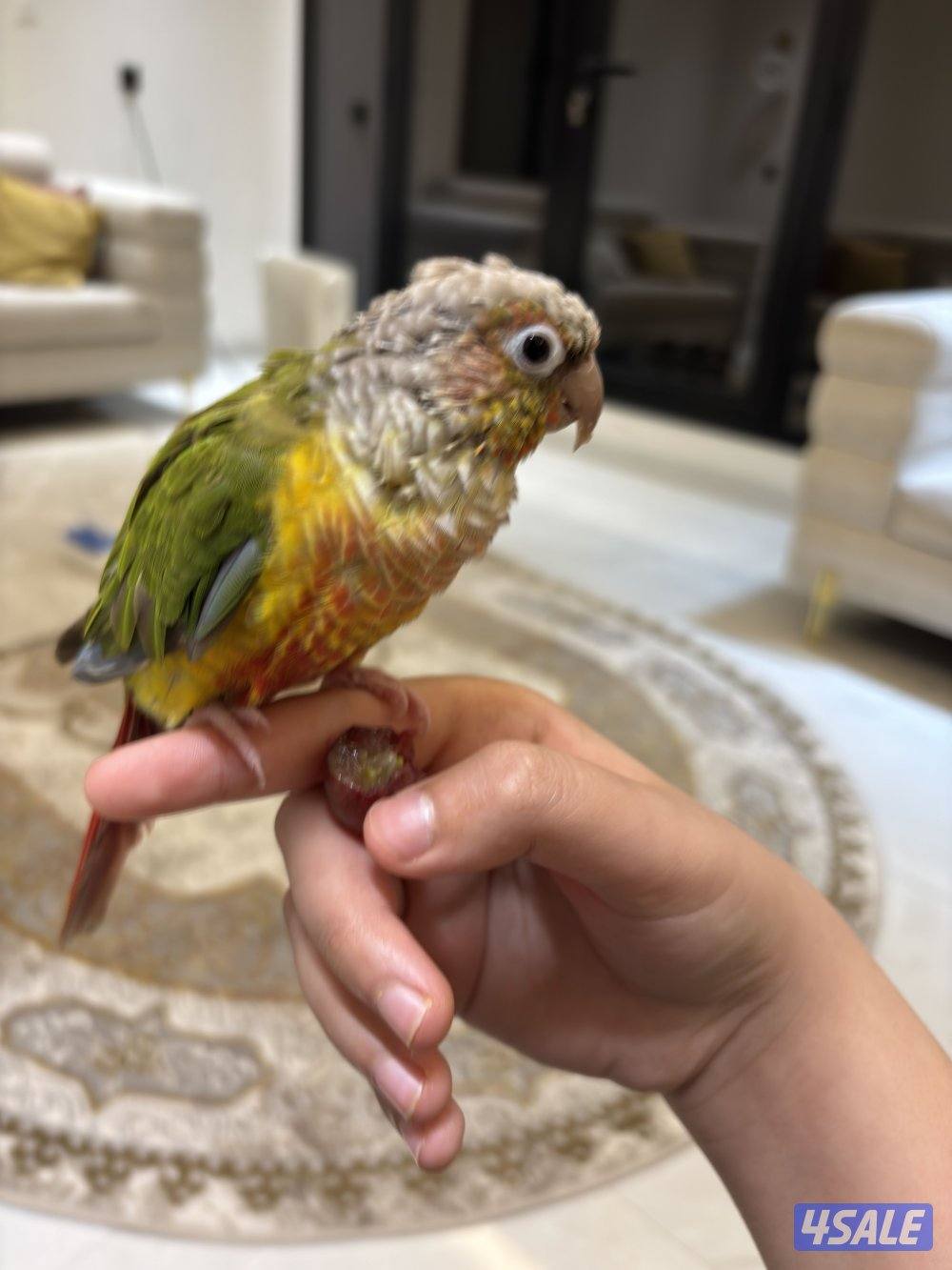 طير كنيور الوصف مهم2