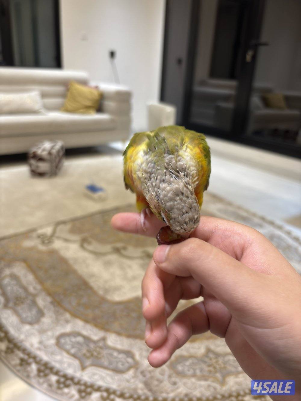 طير كنيور الوصف مهم3