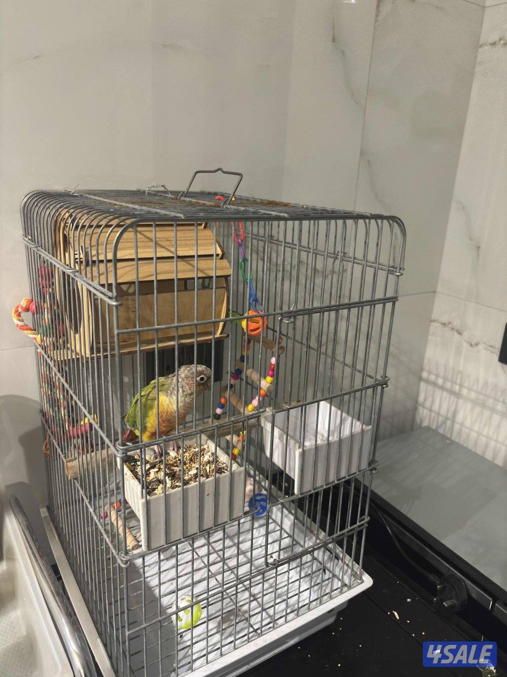 طير كنيور الوصف مهم4