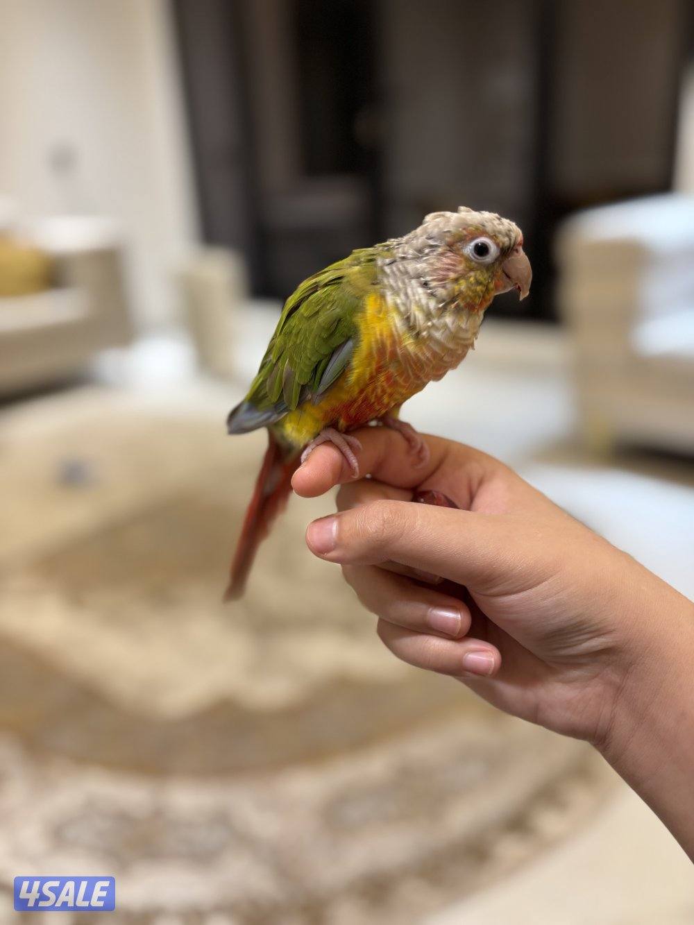 طير كنيور الوصف مهم5