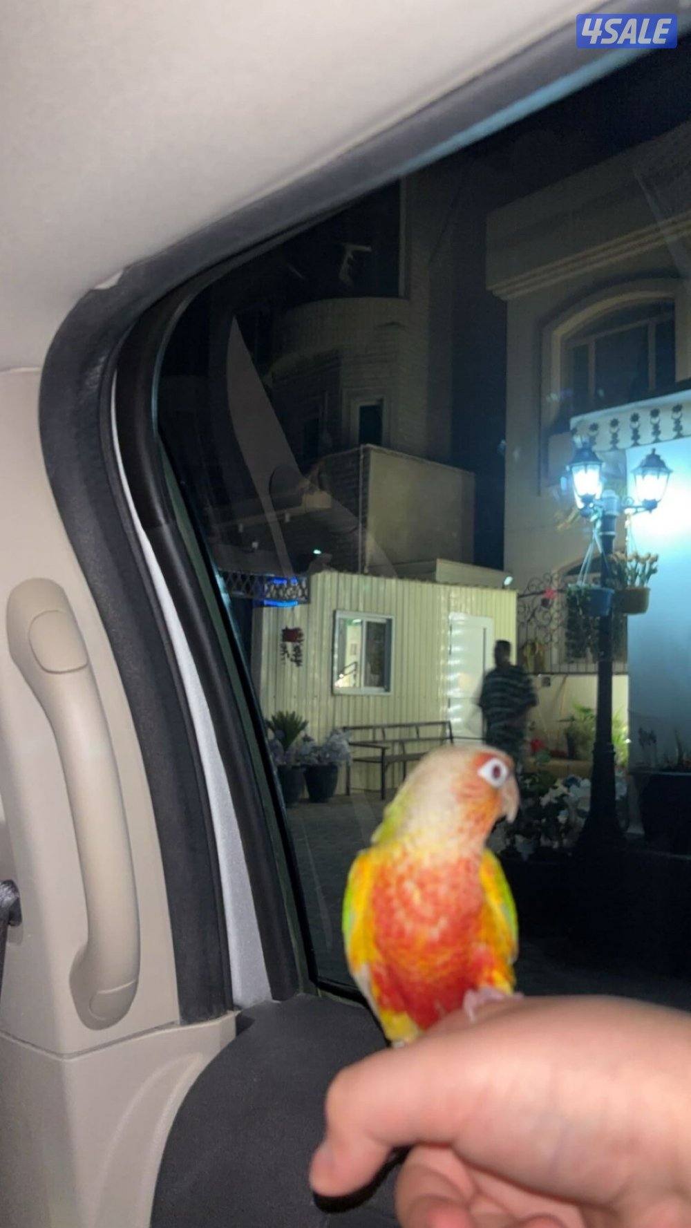 طير كنيور الوصف مهم6