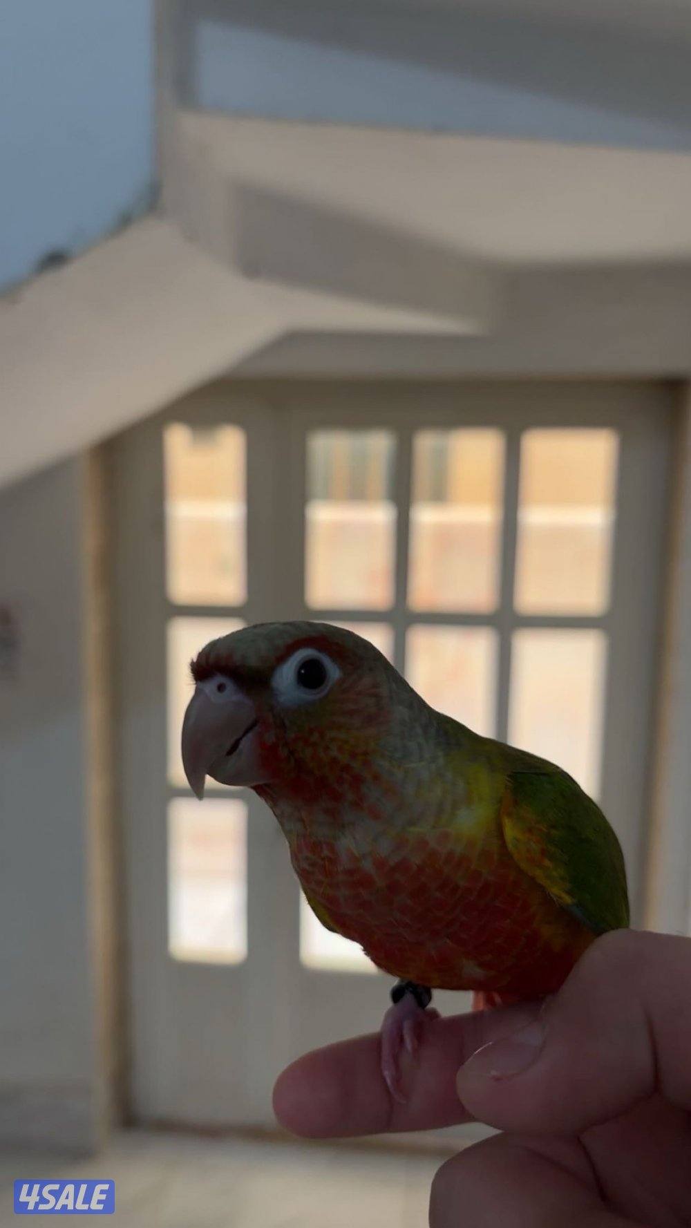 طير كنيور الوصف مهم7