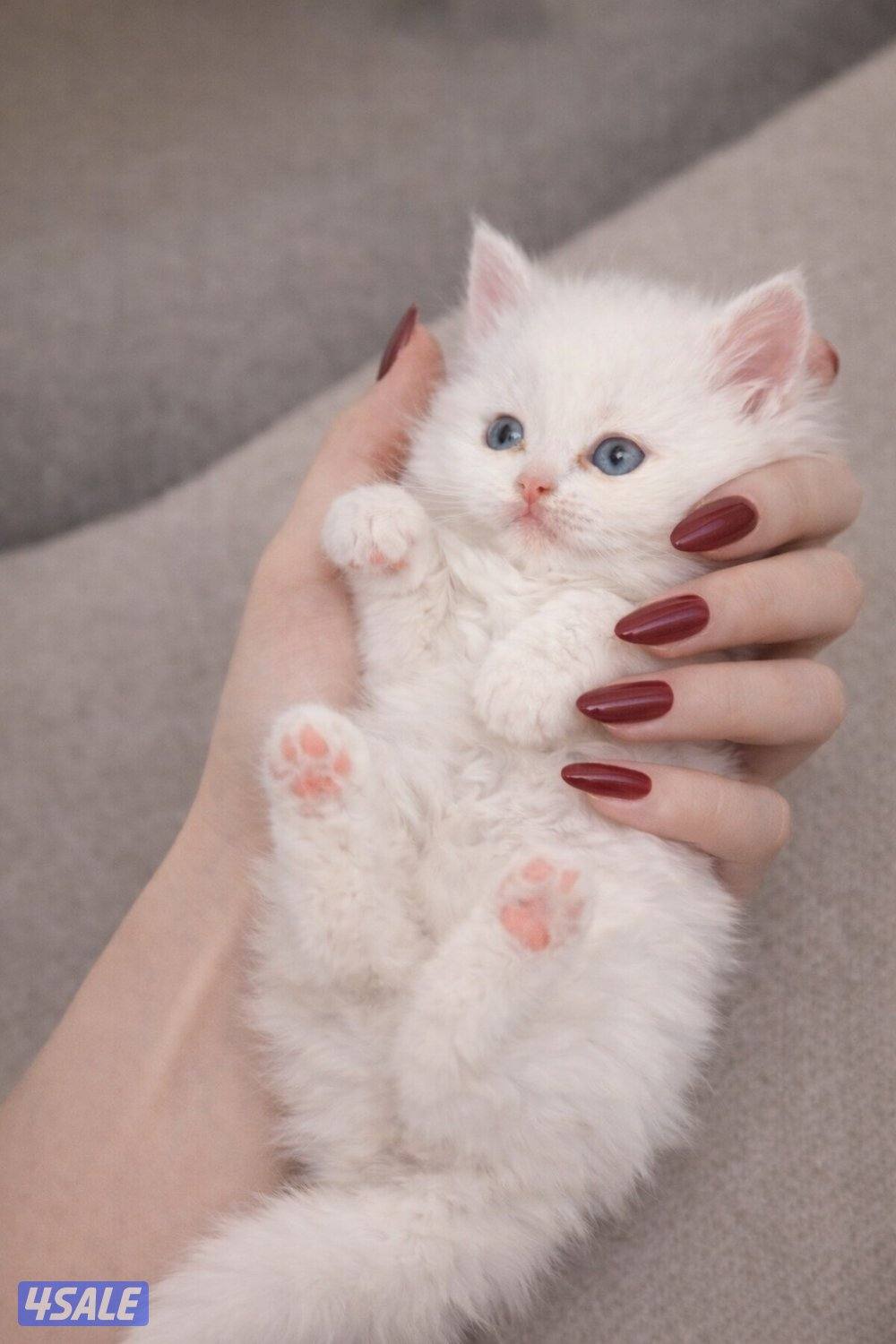 للبيع قطط شيرازي0