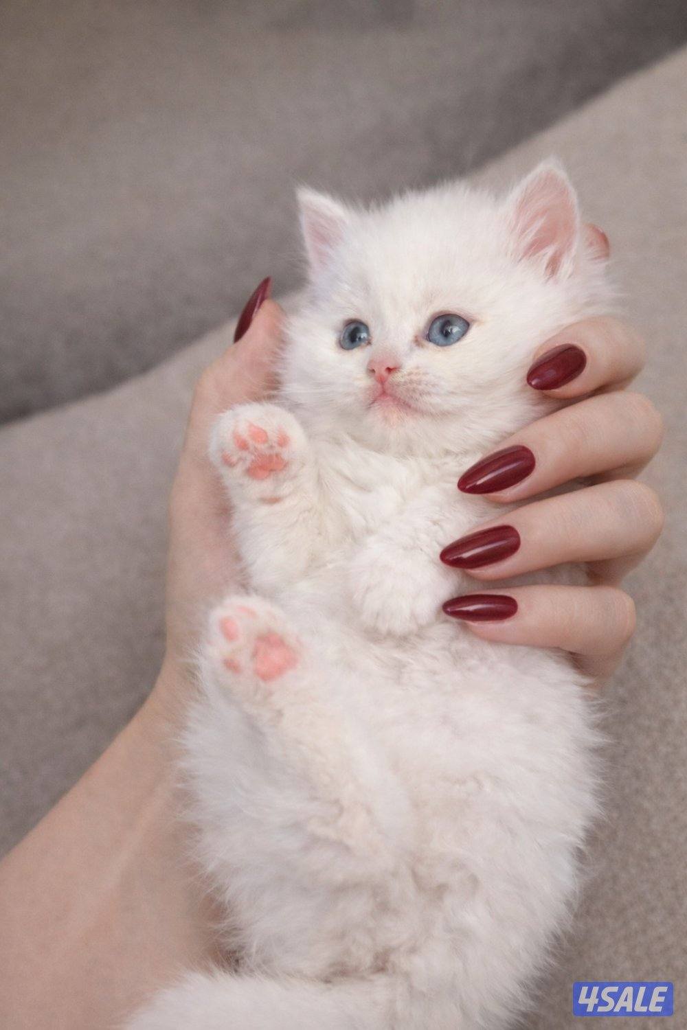 للبيع قطط شيرازي1