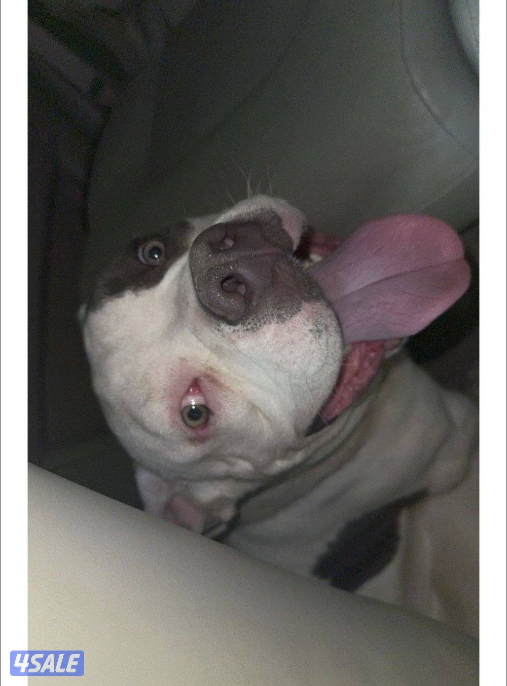 مايكروجب جواز سفر بيعه سريعه  ذكر امريكان بولي0