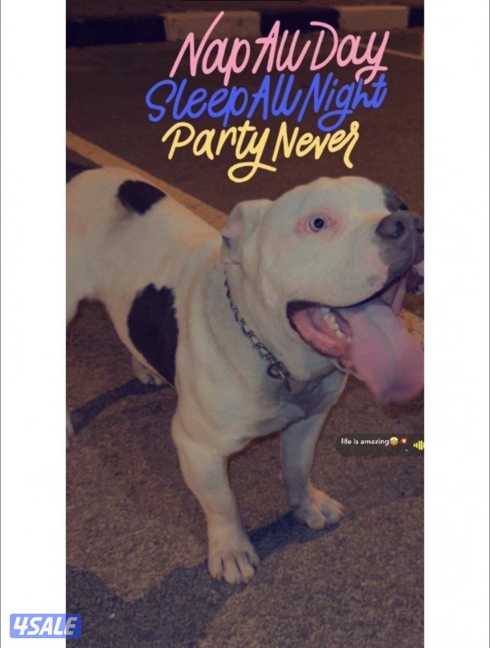 مايكروجب جواز سفر بيعه سريعه  ذكر امريكان بولي1