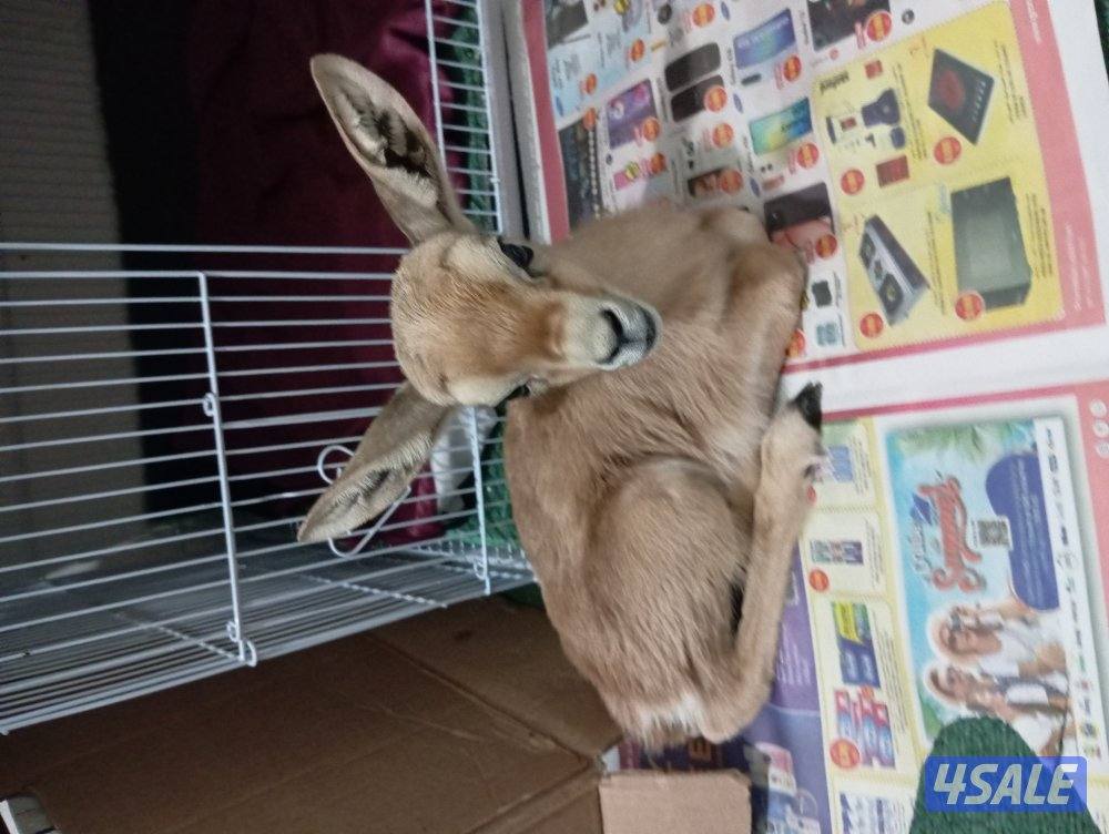 للبيع انثى غزل ريم0