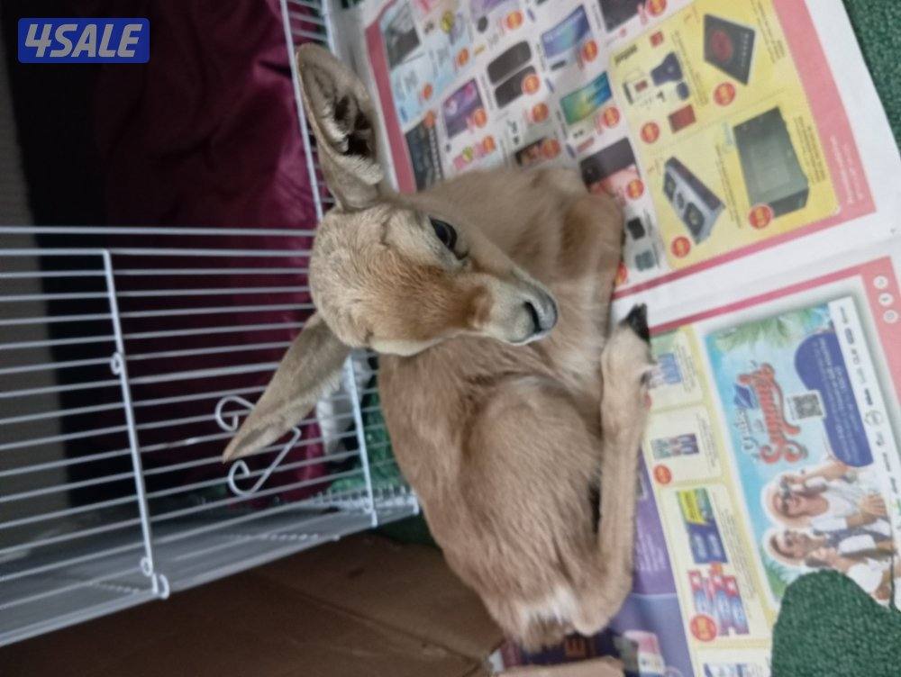 للبيع انثى غزل ريم2