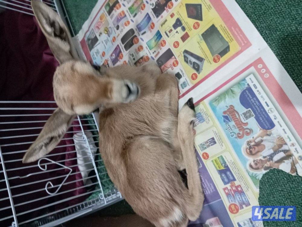 للبيع انثى غزل ريم3