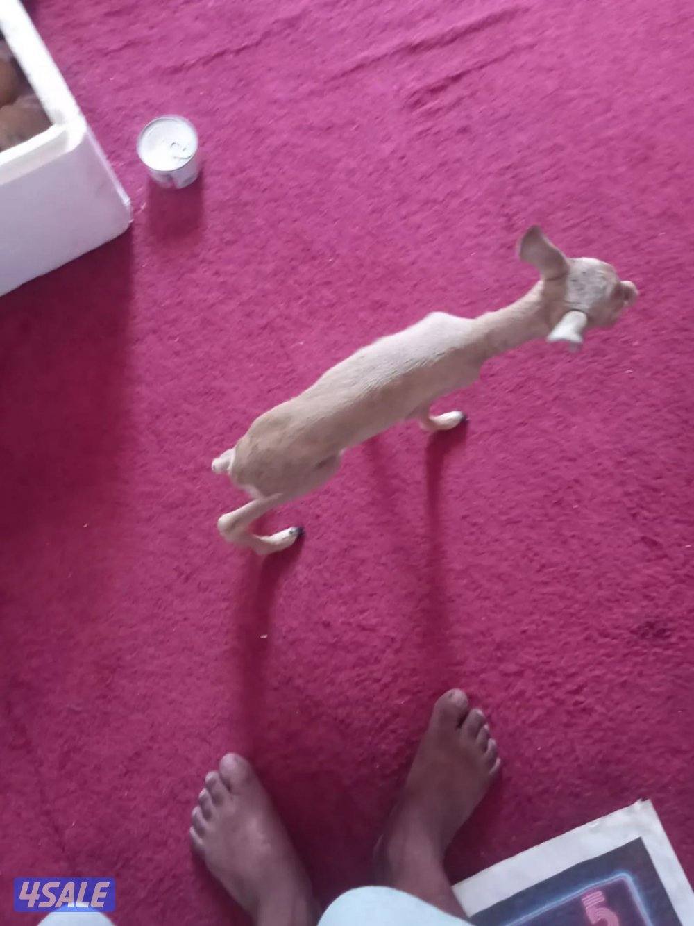 للبيع انثى غزل ريم5