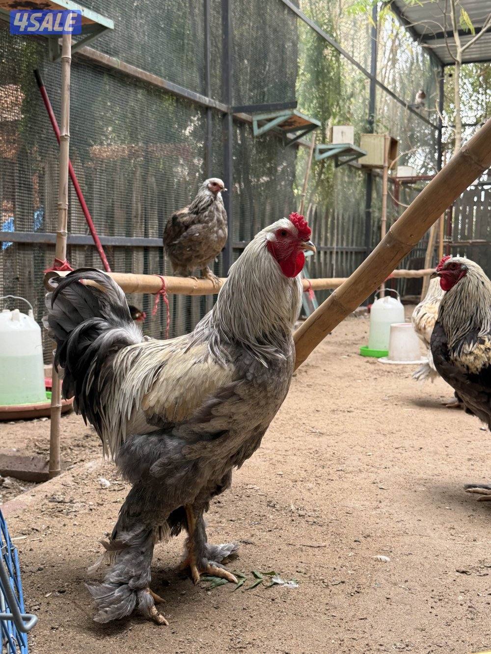 للبيع ابراهما العملاق بياضين0