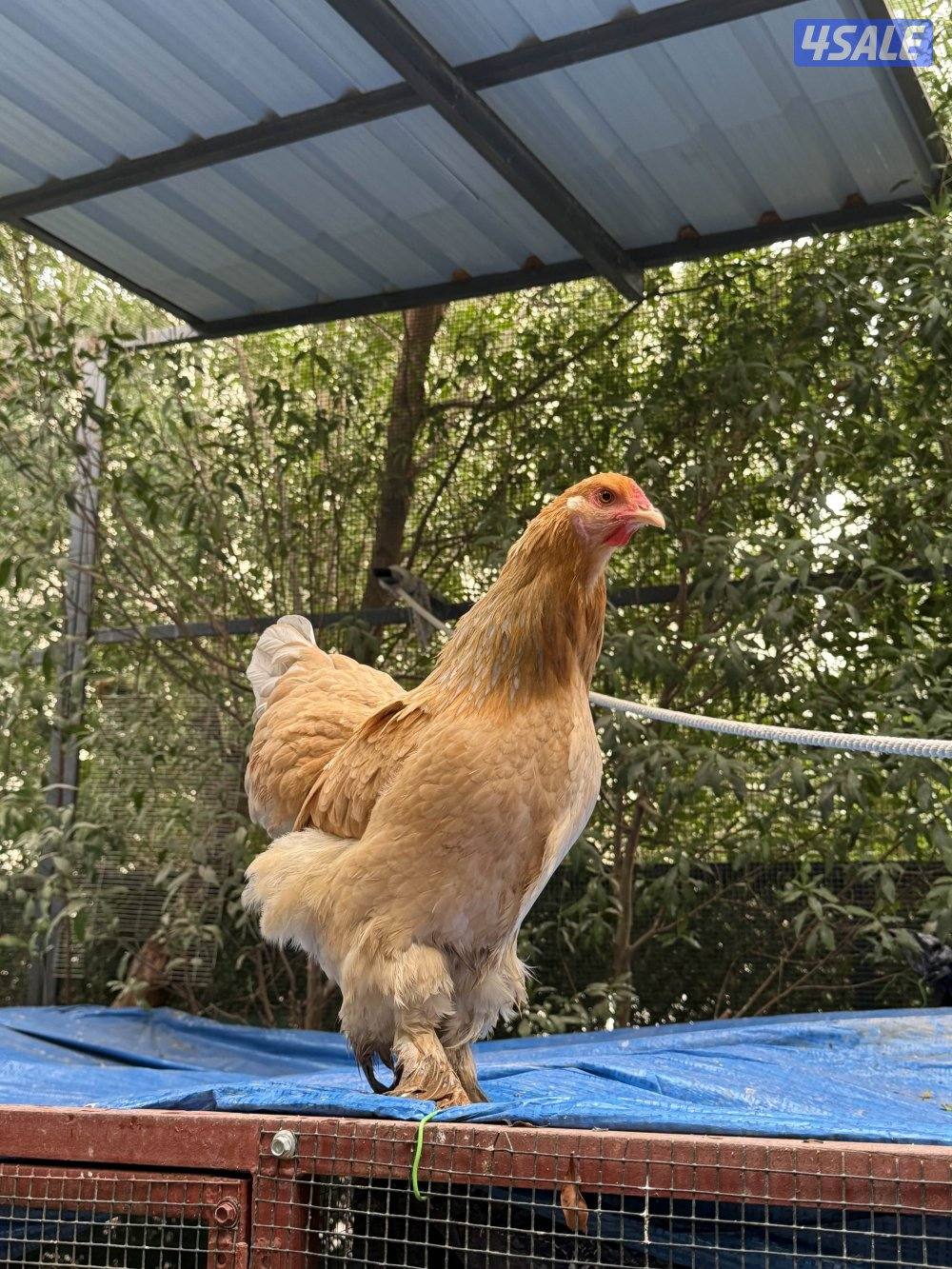 للبيع ابراهما العملاق بياضين1