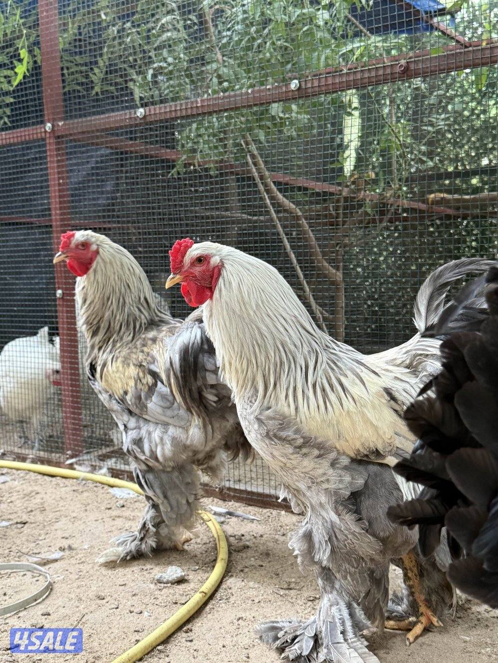 للبيع ابراهما العملاق بياضين2