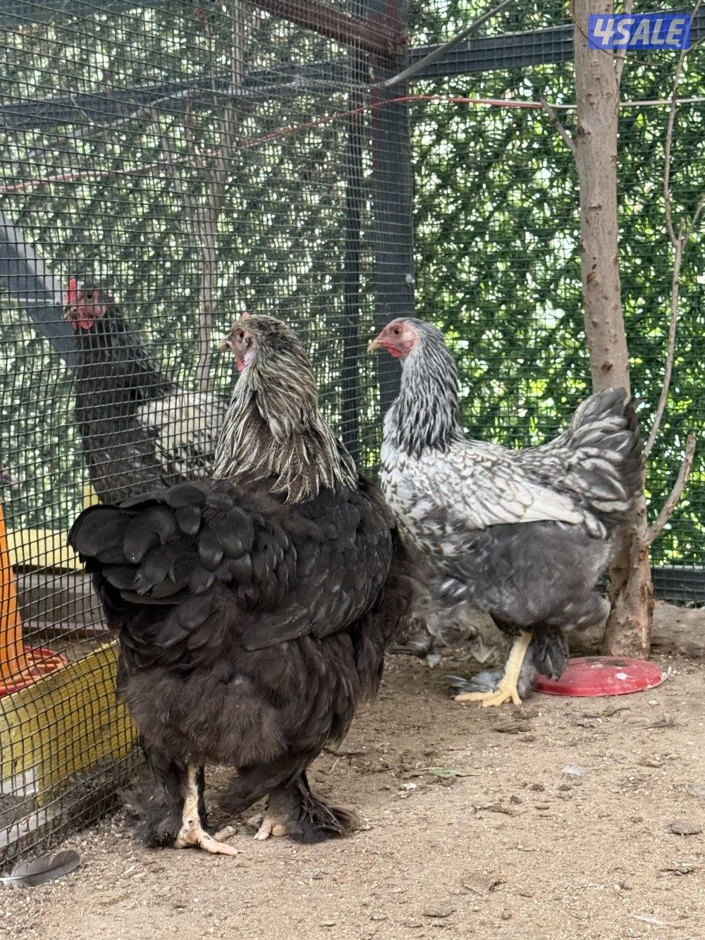 للبيع ابراهما العملاق بياضين3