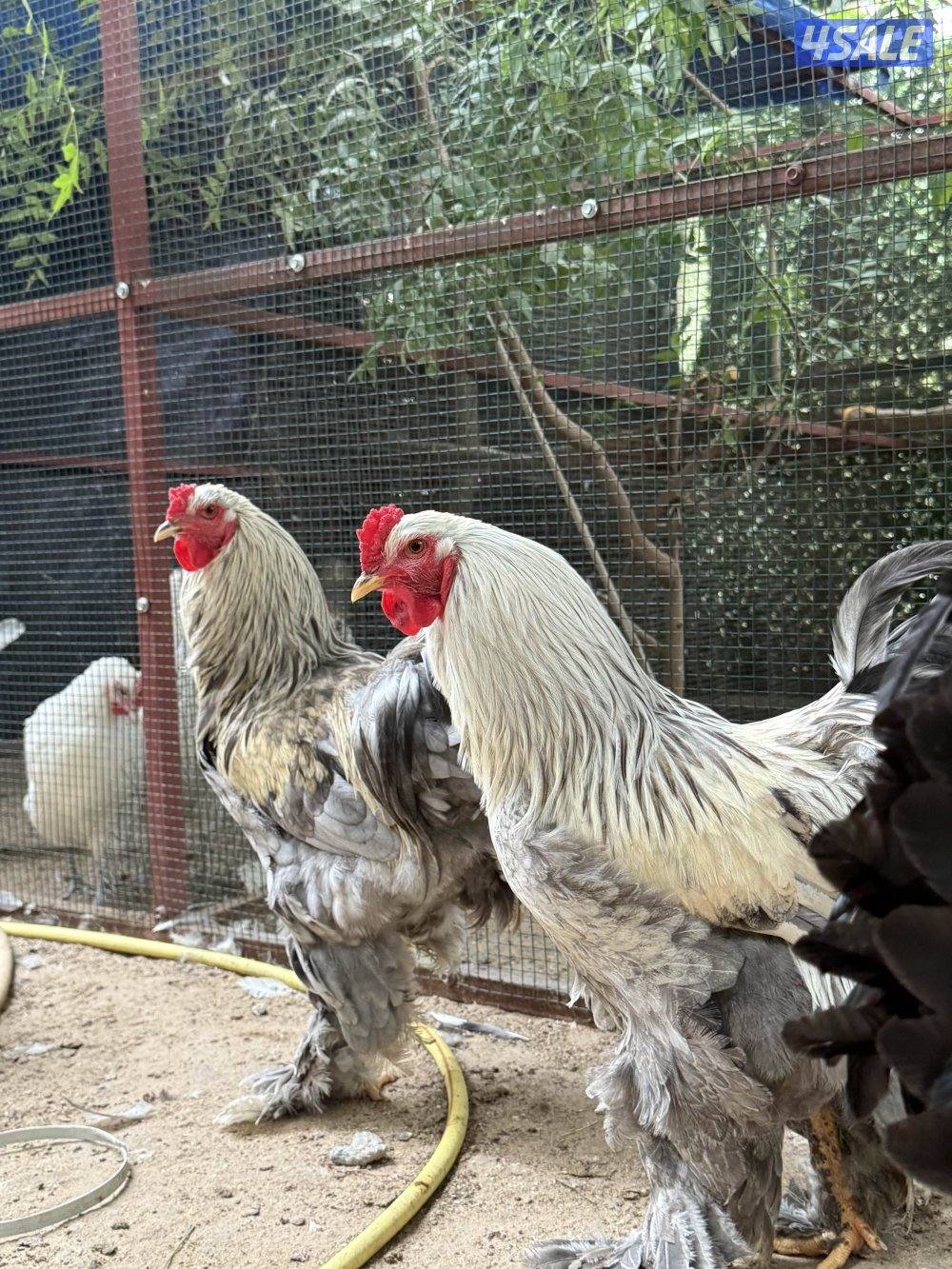 للبيع ابراهما العملاق بياضين4