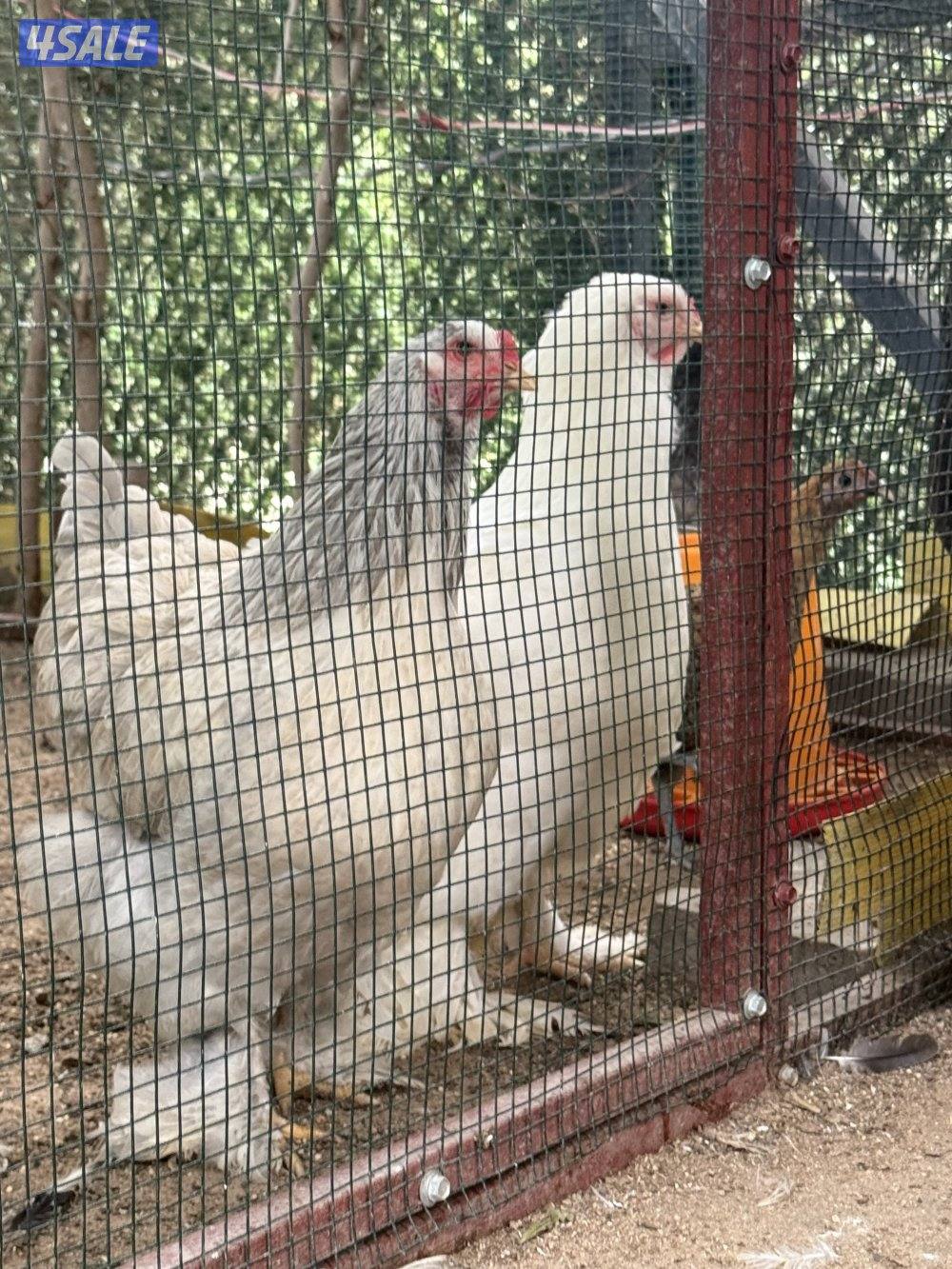 للبيع ابراهما العملاق بياضين5