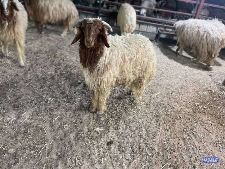 نوفر لكم افضل الذبائح ذبيحتك لباب البيت نعيمي / شفالي / مهجن /🐏🐏🐏0