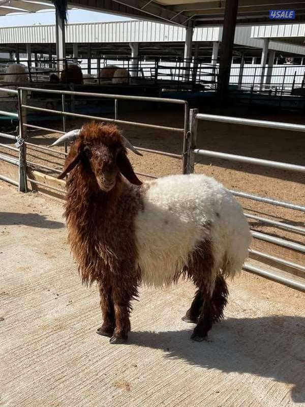 نوفر لكم افضل الذبائح ذبيحتك لباب البيت نعيمي / شفالي / مهجن /🐏🐏🐏1