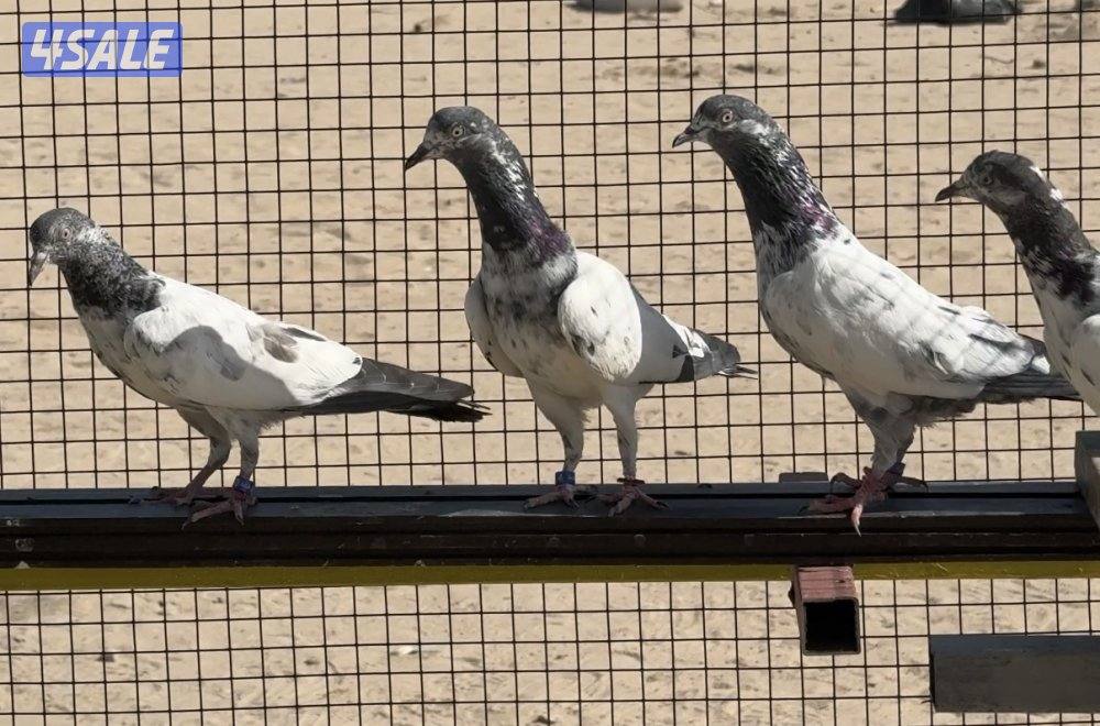 للبيع حمام باكستاني تيدي مياه نذير بيور0