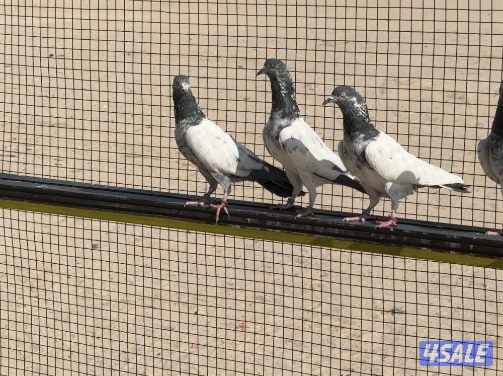 للبيع حمام باكستاني تيدي مياه نذير بيور2