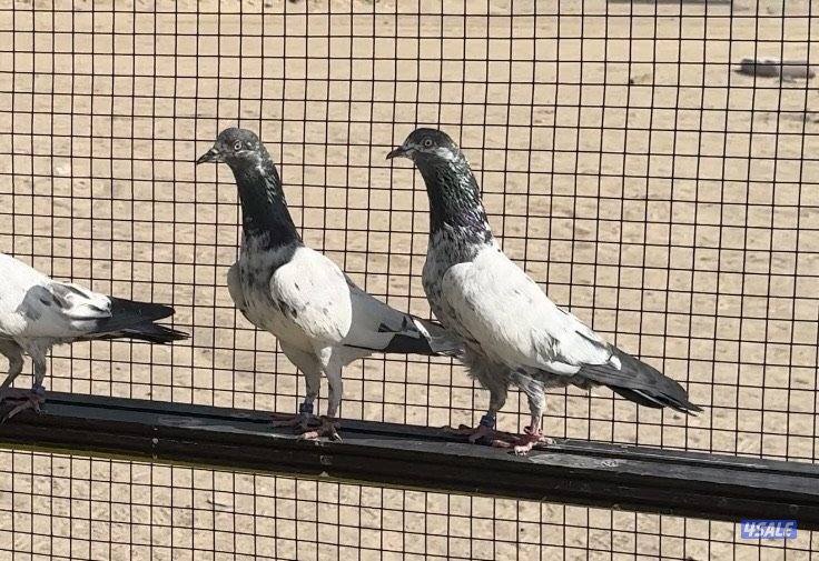 للبيع حمام باكستاني تيدي مياه نذير بيور1