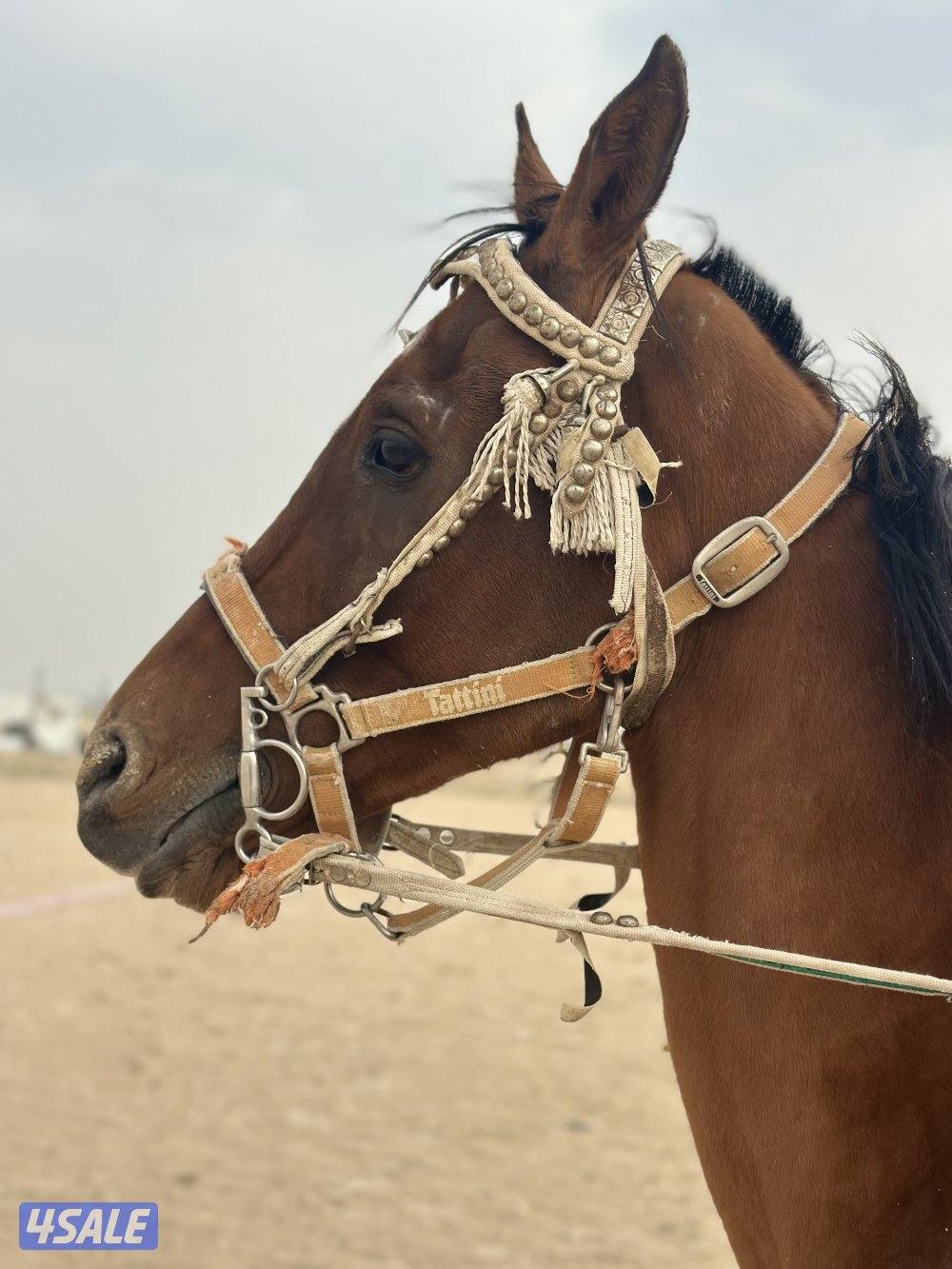 ‏للبيع حصان فرنسي0