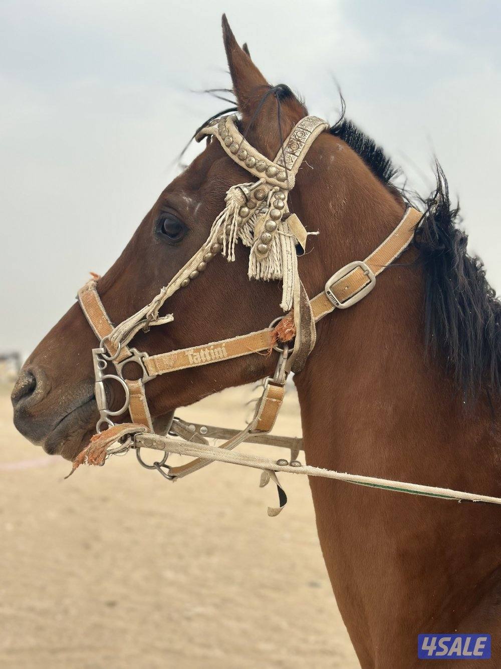 ‏للبيع حصان فرنسي1