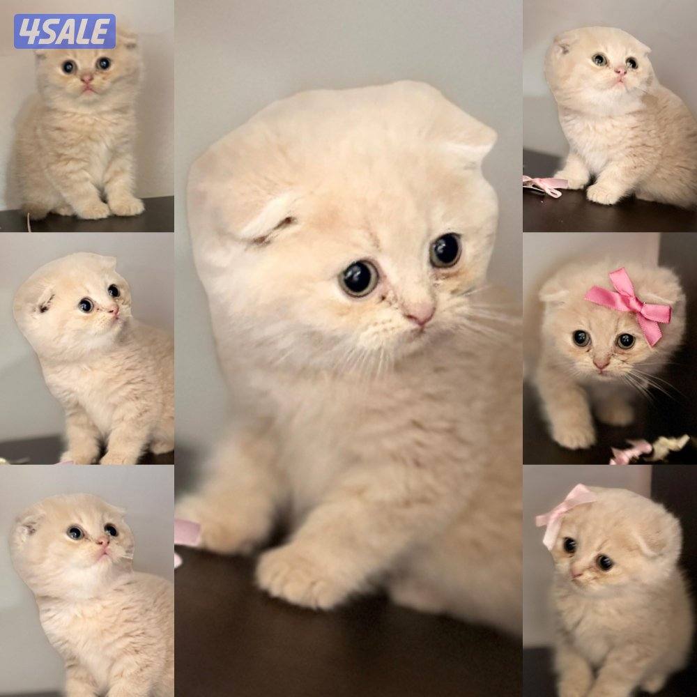 تبني مع رسوم0