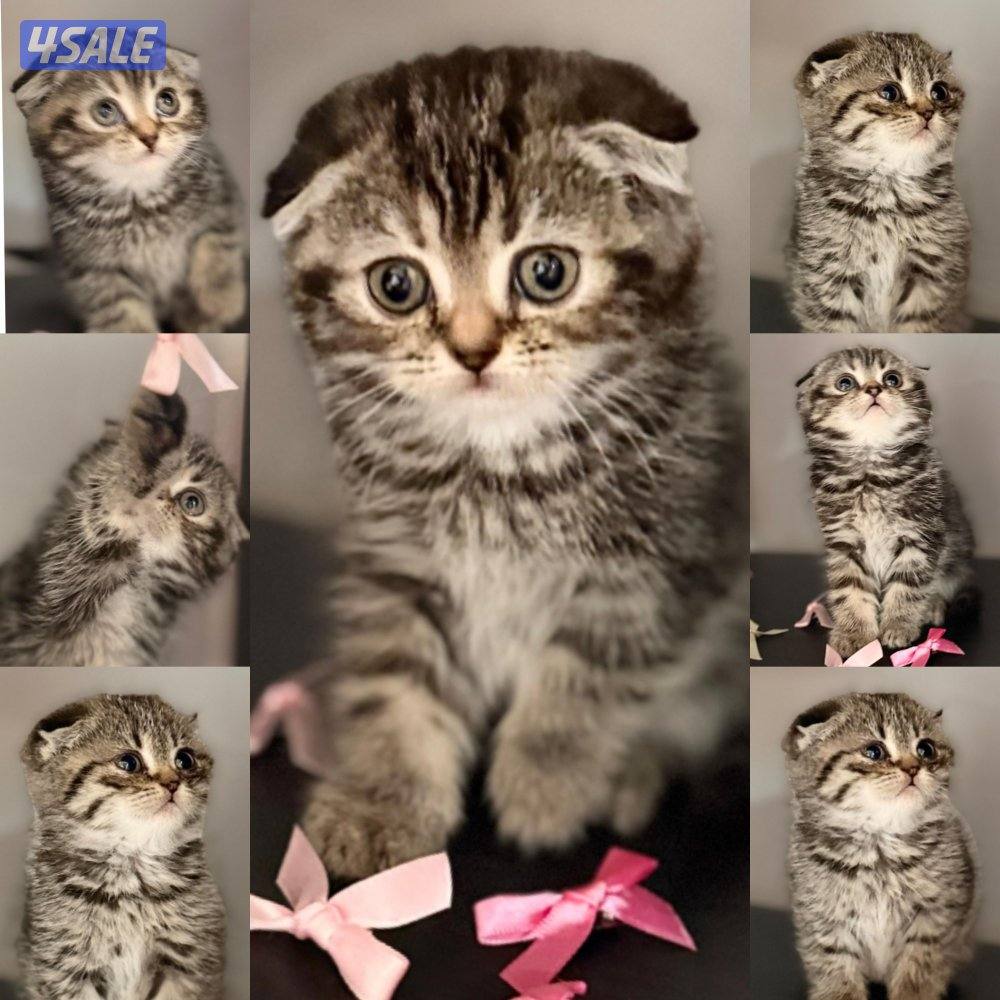 تبني مع رسوم2