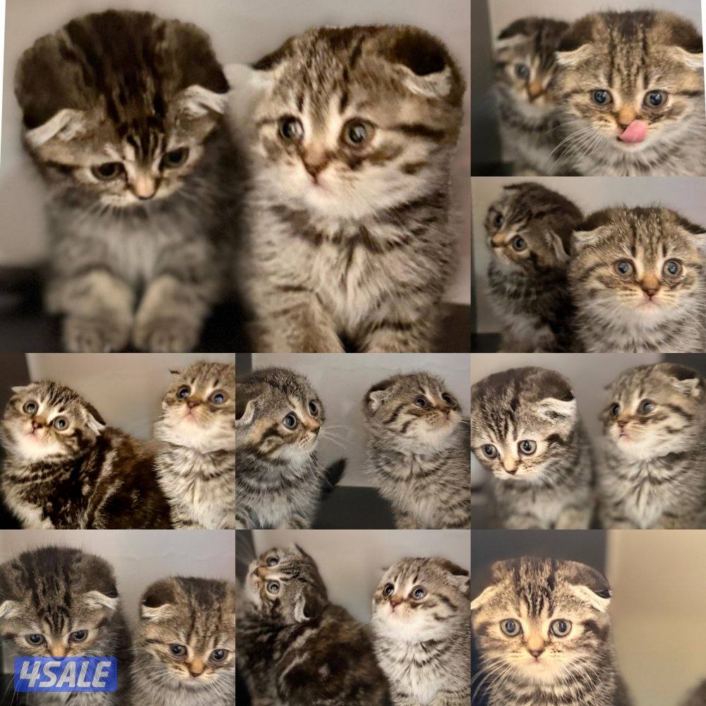 تبني مع رسوم3