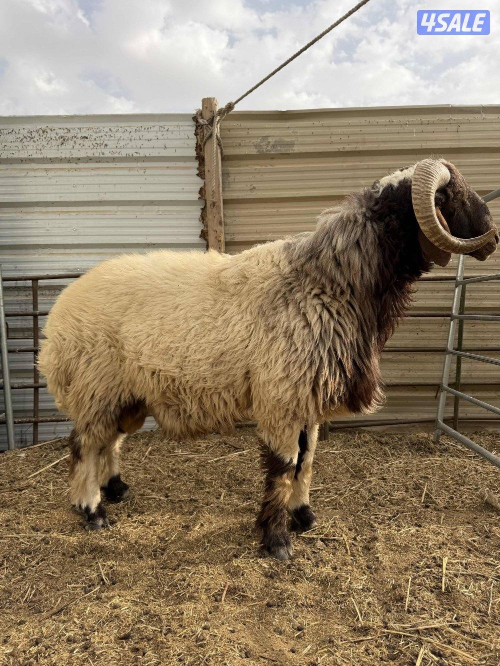 للبيع مطفل +عنز سونار جيكيه + تيس جيكي + مشروع فحل2+ذبايح نعيمي سوري0