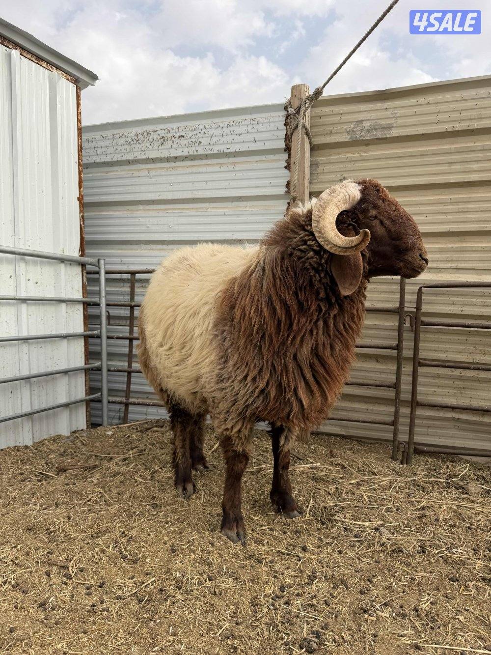 للبيع مطفل +عنز سونار جيكيه + تيس جيكي + مشروع فحل2+ذبايح نعيمي سوري1