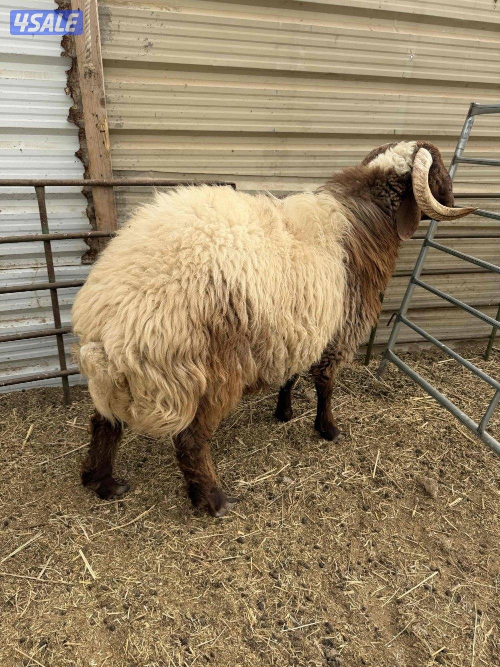 للبيع مطفل +عنز سونار جيكيه + تيس جيكي + مشروع فحل2+ذبايح نعيمي سوري2