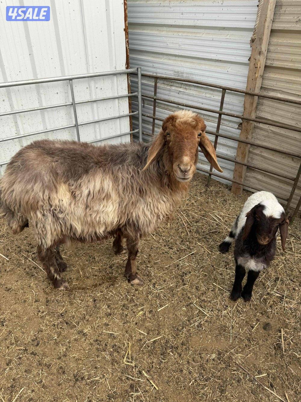 للبيع مطفل +عنز سونار جيكيه + تيس جيكي + مشروع فحل2+ذبايح نعيمي سوري3