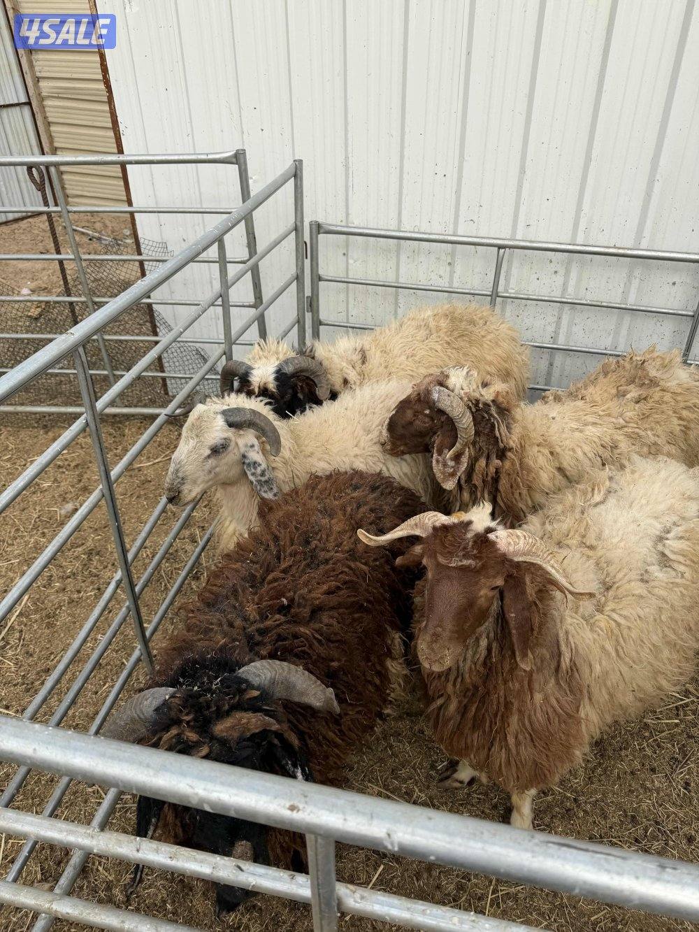 للبيع مطفل +عنز سونار جيكيه + تيس جيكي + مشروع فحل2+ذبايح نعيمي سوري4