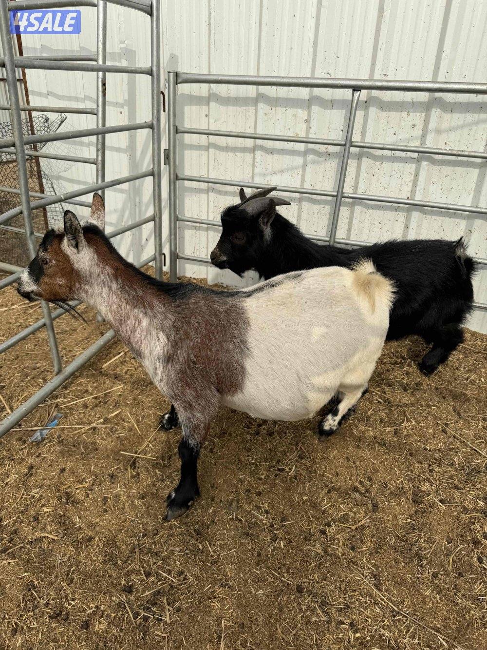 للبيع مطفل +عنز سونار جيكيه + تيس جيكي + مشروع فحل2+ذبايح نعيمي سوري5