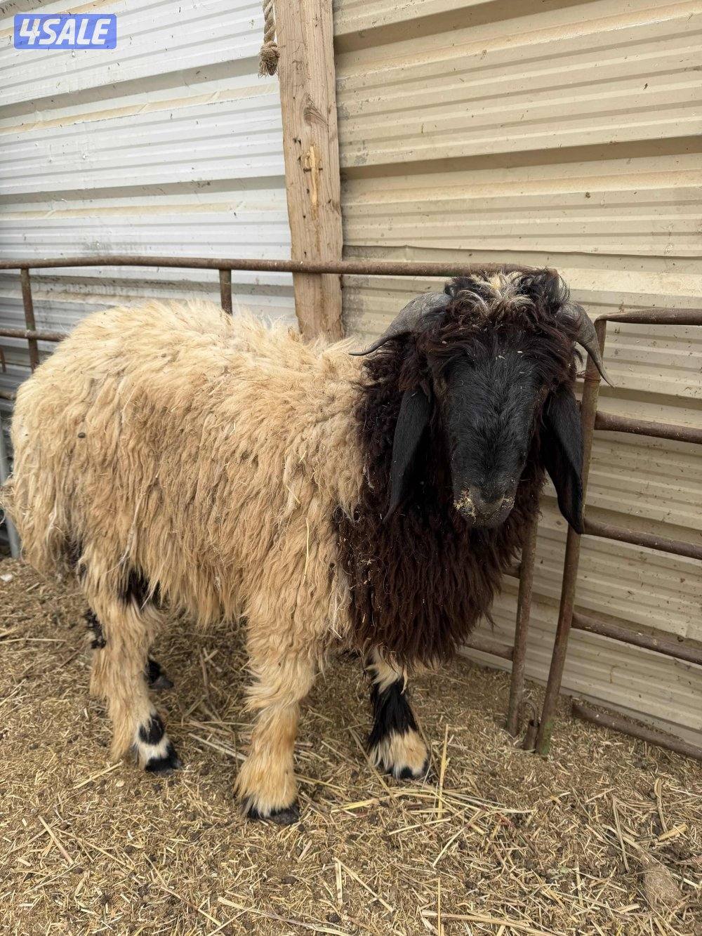 للبيع مطفل +عنز سونار جيكيه + تيس جيكي + مشروع فحل2+ذبايح نعيمي سوري7