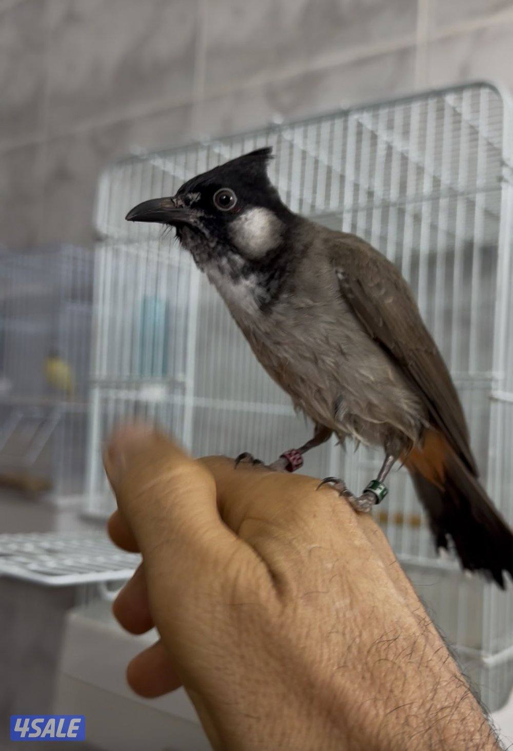 للبيع بلبل مكس عربي ماليزي انتاج الكويت العمر 9 شهور0