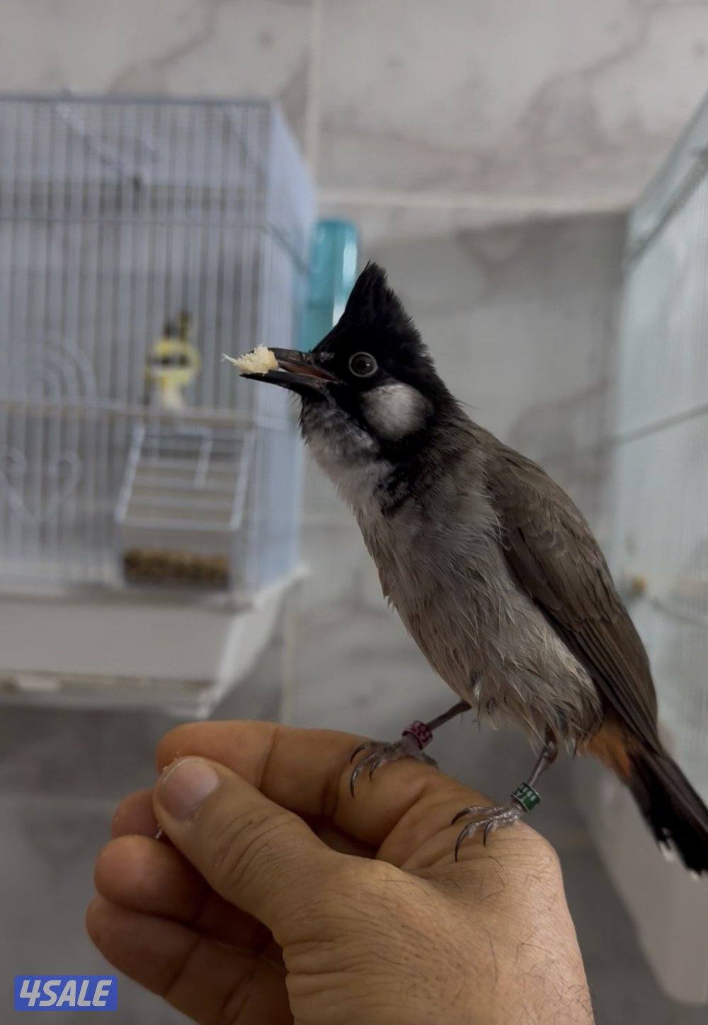 للبيع بلبل مكس عربي ماليزي انتاج الكويت العمر 9 شهور2