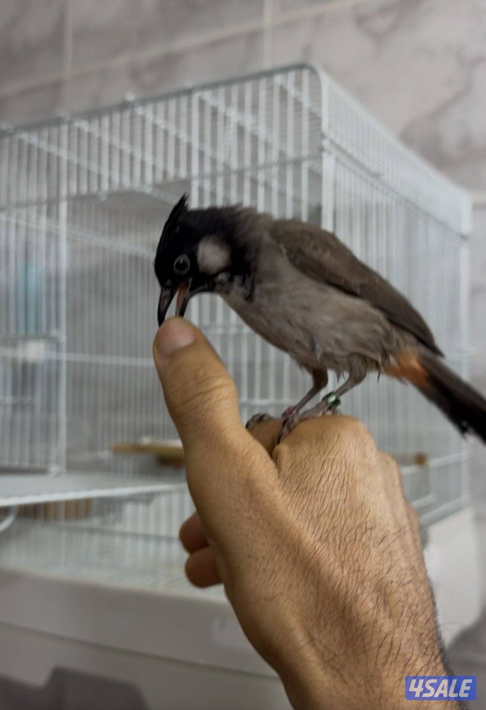 للبيع بلبل مكس عربي ماليزي انتاج الكويت العمر 9 شهور3