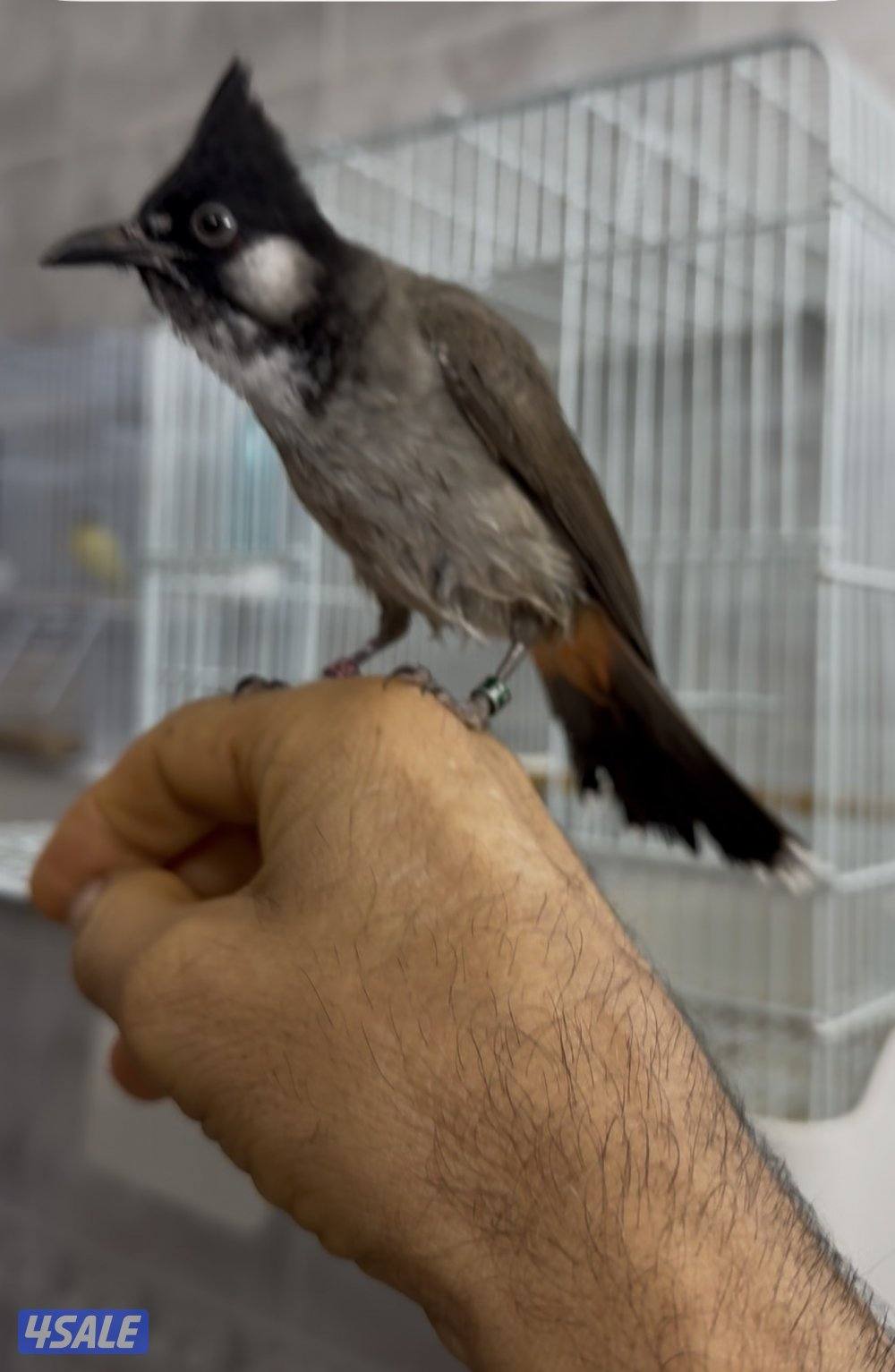 للبيع بلبل مكس عربي ماليزي انتاج الكويت العمر 9 شهور4