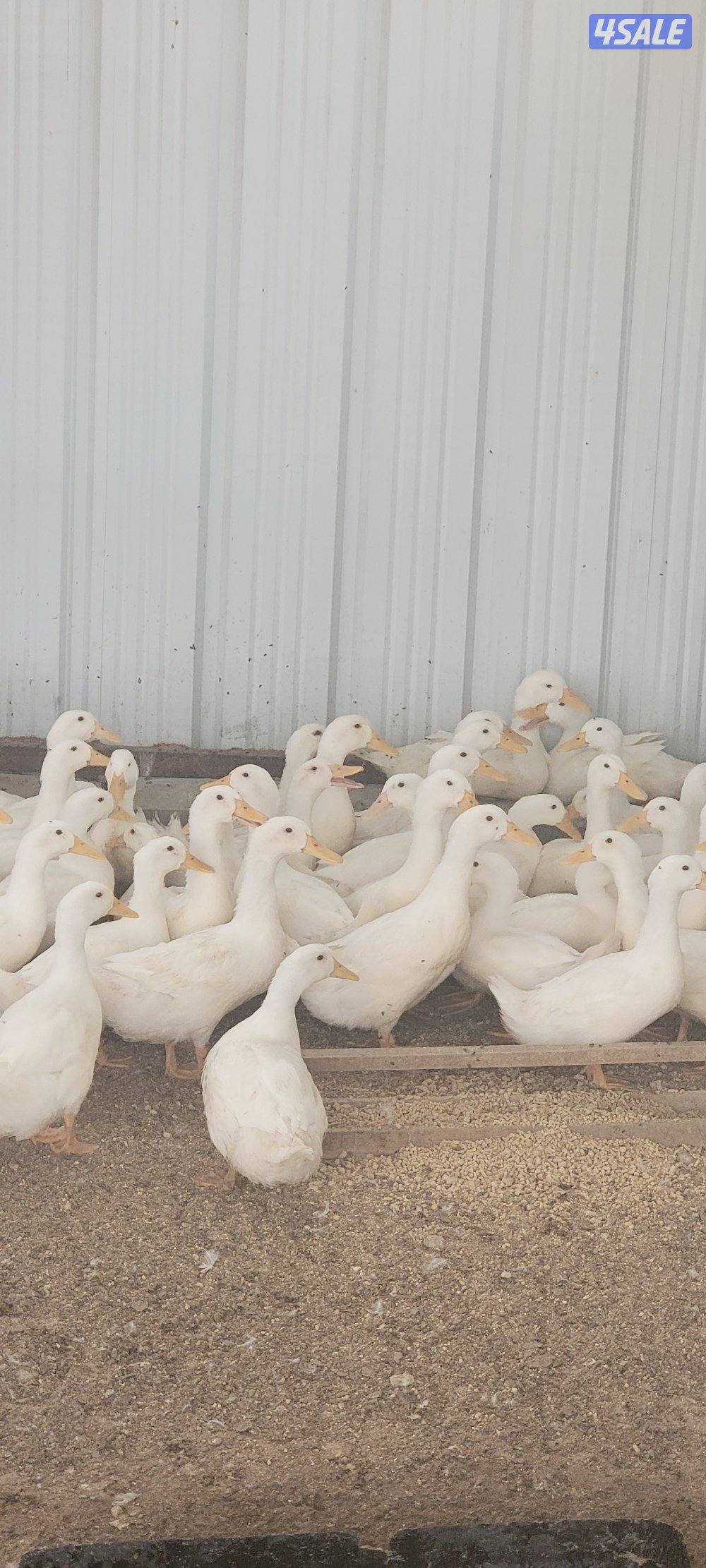 بيع بط فرنسي جاهز للذبح0