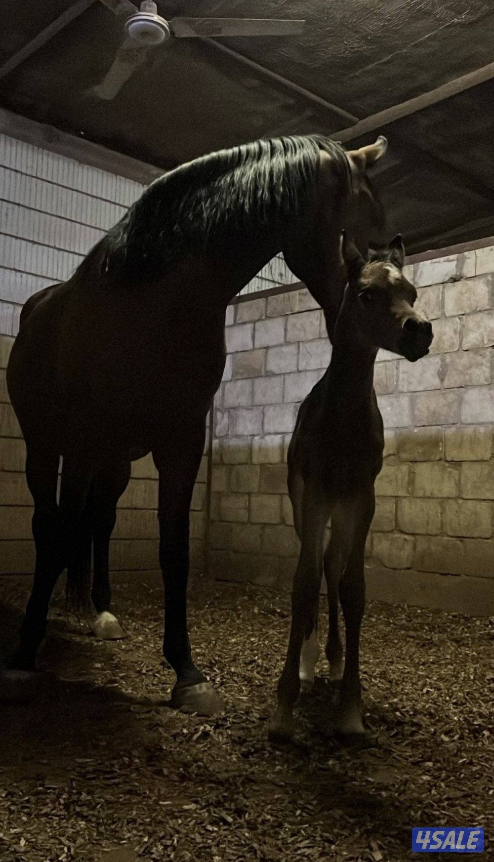 للبيع فرس منتجه معها مهره0