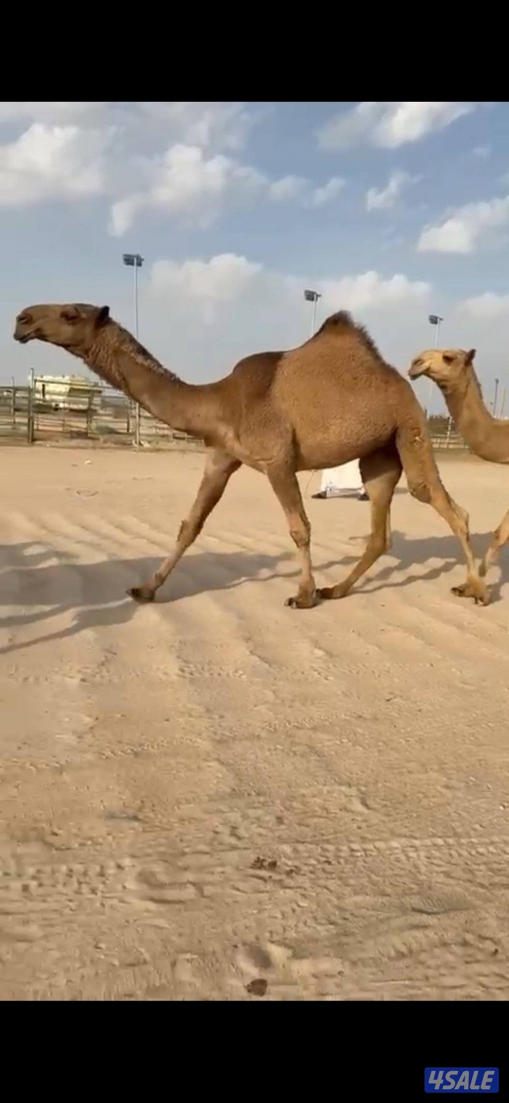 البكره الصفراء طيبه ولقحه على بعير منتج كفو سلم صحاح ولادها شهر ٣0