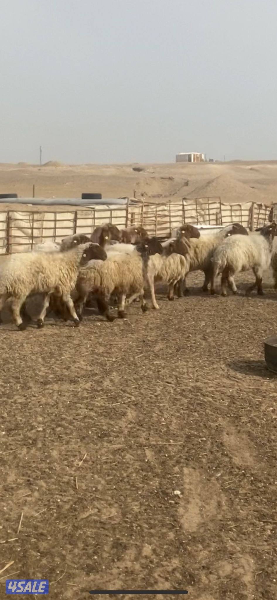 للبيع غنم العدد ١٢ راس سن وديد التواصل واتس اب0