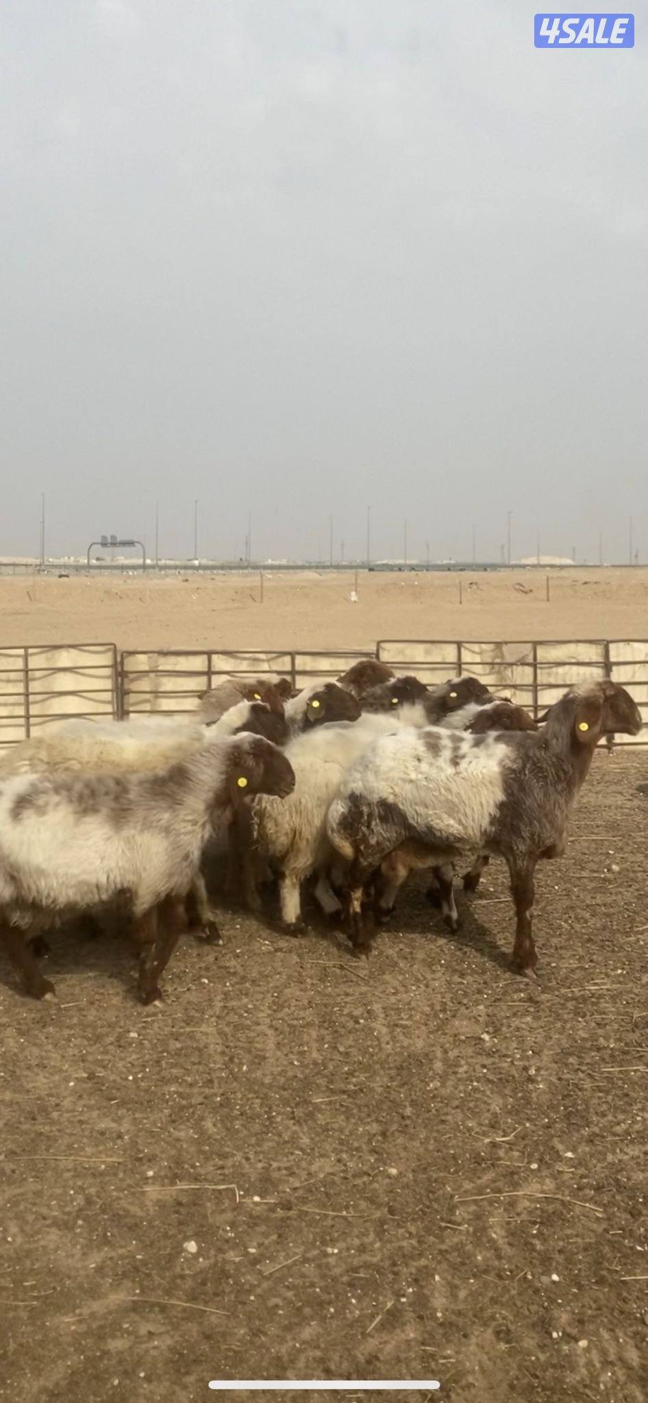 للبيع غنم العدد ١٢ راس سن وديد التواصل واتس اب1