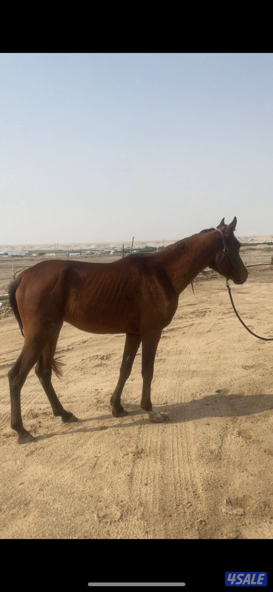 حصان مصري البيع بلدي خياله العمر ٣ سنوات السعر ١٢٠ دينار0