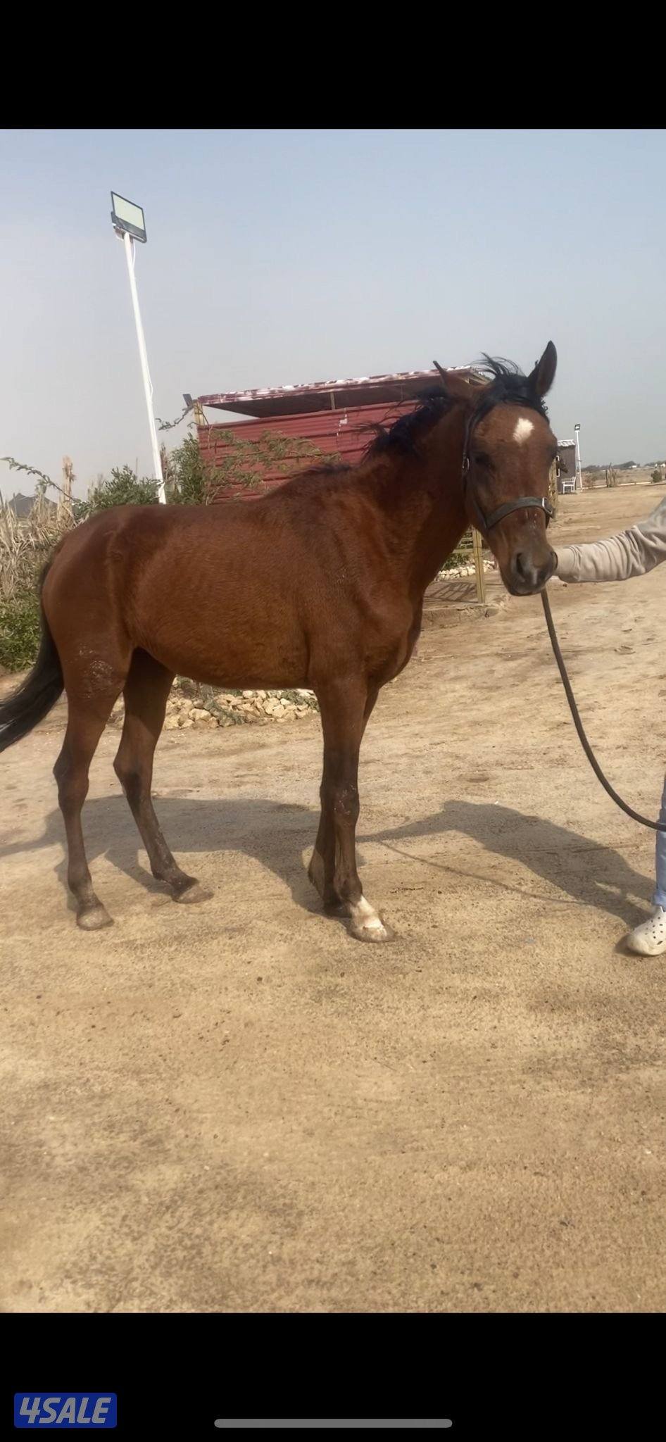 حصان مصري البيع بلدي خياله العمر ٣ سنوات السعر ١٢٠ دينار1