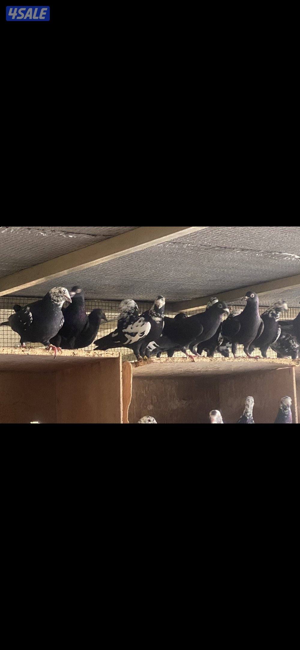 للبيع زاجل  ميولمنز بوارين وسود كبره منتجه 14 زوج0