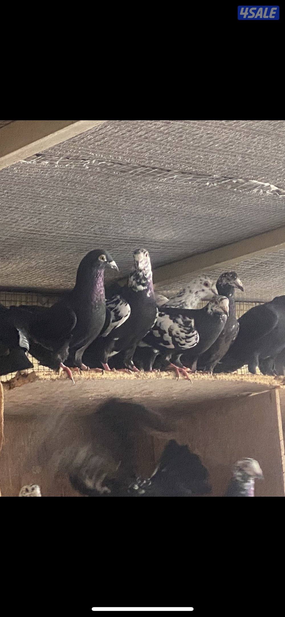 للبيع زاجل  ميولمنز بوارين وسود كبره منتجه 14 زوج1